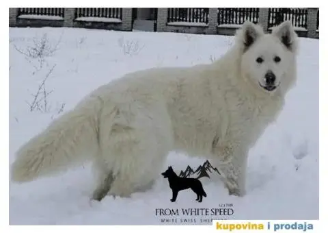 Beli švajcarski ovčar PRELEPI štenci - 2/15