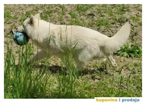 Beli švajcarski ovčar PRELEPI štenci - 3/15