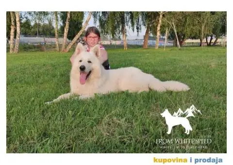 Beli švajcarski ovčar PRELEPI štenci - 4/15
