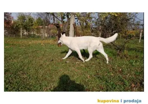 Beli švajcarski ovčar PRELEPI štenci - 5/15