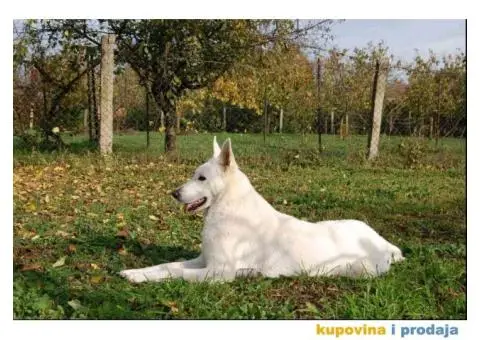 Beli švajcarski ovčar PRELEPI štenci - 6/15