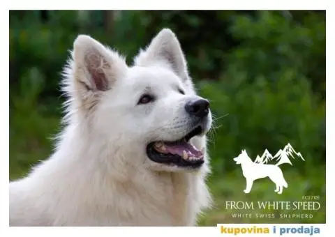 Beli švajcarski ovčar PRELEPI štenci - 7/15