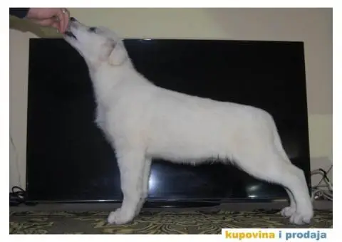 Beli švajcarski ovčar PRELEPI štenci - 8/15