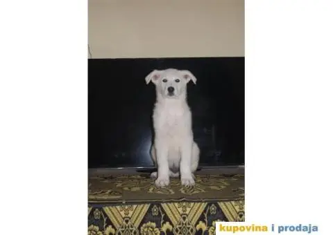 Beli švajcarski ovčar PRELEPI štenci - 9/15
