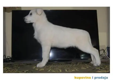 Beli švajcarski ovčar PRELEPI štenci - 10/15