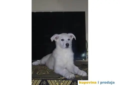 Beli švajcarski ovčar PRELEPI štenci - 11/15