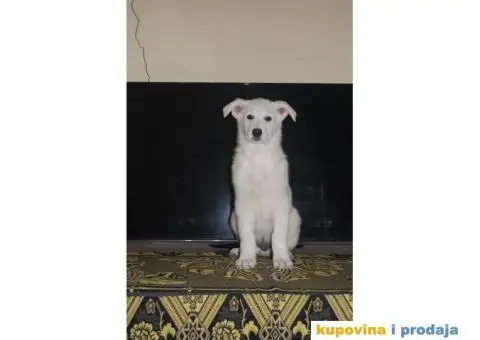 Beli švajcarski ovčar PRELEPI štenci - 12/15