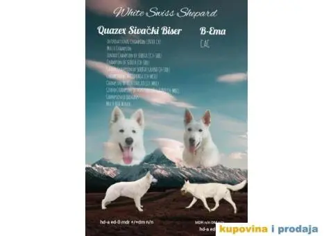 Beli švajcarski ovčar PRELEPI štenci - 13/15
