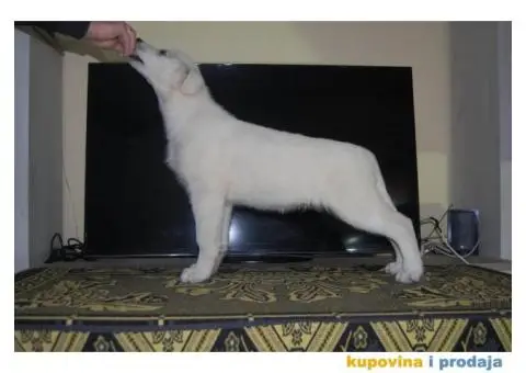 Beli švajcarski ovčar PRELEPI štenci - 14/15