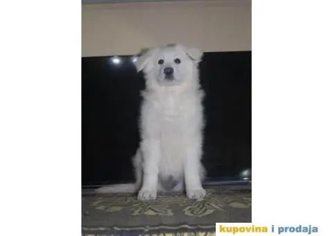 Beli švajcarski ovčar PRELEPI štenci - 15/15