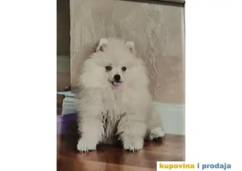 Pomeranac spreman za parenje - 3/3