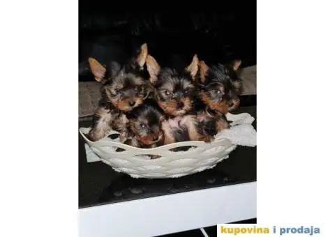 Mini JORKSIRSKI TERIJERI  u ponudi,