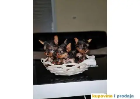 Mini JORKSIRSKI TERIJERI  u ponudi, - 2/2