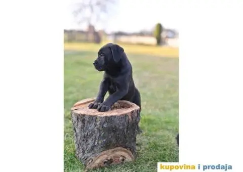 Kane Korso Cane Corso PRELEPI štenci - 2/10