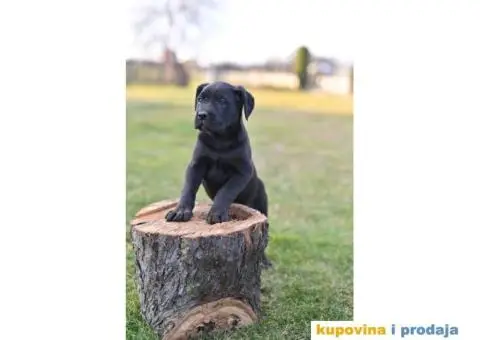 Kane Korso Cane Corso PRELEPI štenci - 3/10
