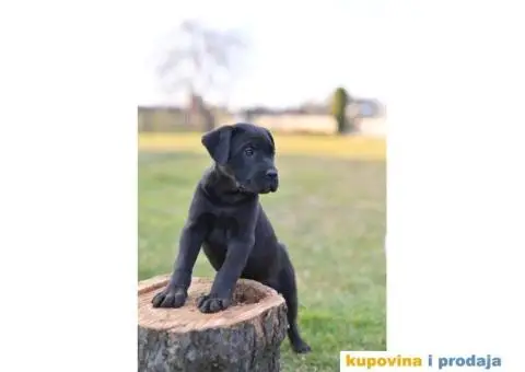 Kane Korso Cane Corso PRELEPI štenci - 4/10