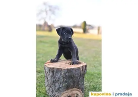 Kane Korso Cane Corso PRELEPI štenci - 5/10