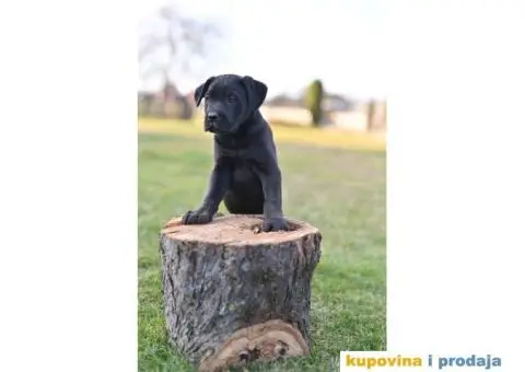 Kane Korso Cane Corso PRELEPI štenci - 6/10