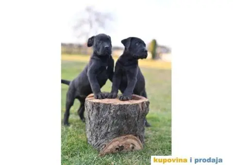 Kane Korso Cane Corso PRELEPI štenci - 7/10