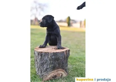 Kane Korso Cane Corso PRELEPI štenci - 8/10