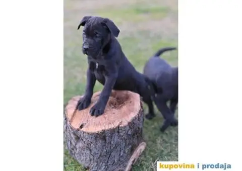 Kane Korso Cane Corso PRELEPI štenci - 9/10