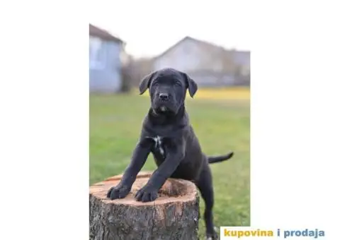 Kane Korso Cane Corso PRELEPI štenci - 10/10