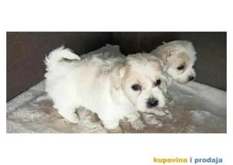 Coton De Tulear štenci - 1/4