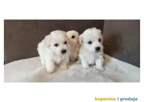 Coton De Tulear štenci - 2/4