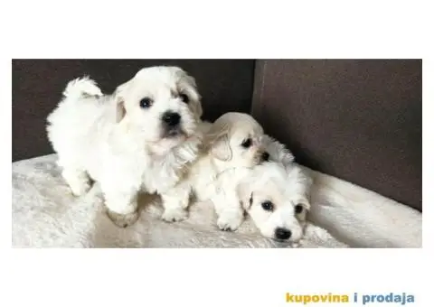 Coton De Tulear štenci - 3/4