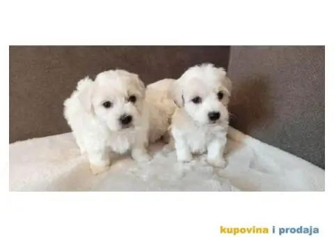 Coton De Tulear štenci - 4/4