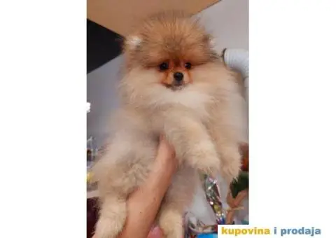 Pomeranac TOP KVALITET - 1/6