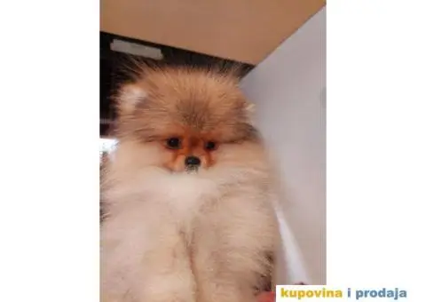 Pomeranac TOP KVALITET - 2/6