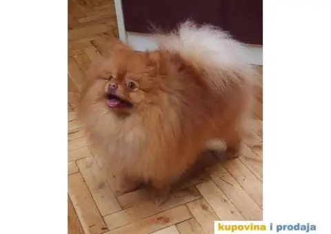 Pomeranac TOP KVALITET - 5/6