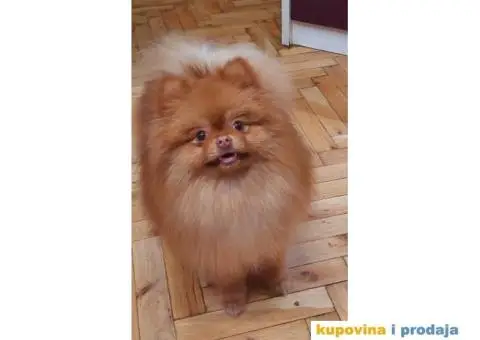 Pomeranac TOP KVALITET - 6/6