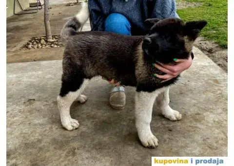 Američka Akita PRELEPO štene - 1/3