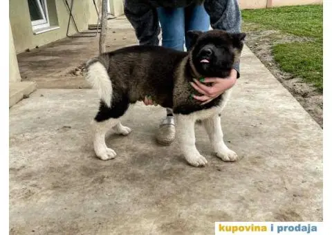 Američka Akita PRELEPO štene - 2/3