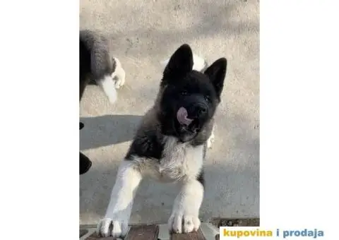 Američka Akita PRELEPO štene - 3/3