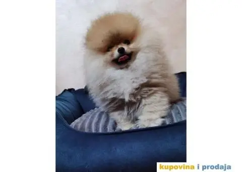 POMERANAC BOO ŠTENCI NA PRODAJU - 1/6