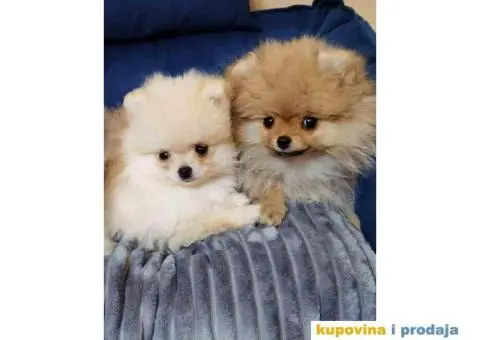 POMERANAC BOO ŠTENCI NA PRODAJU - 2/6