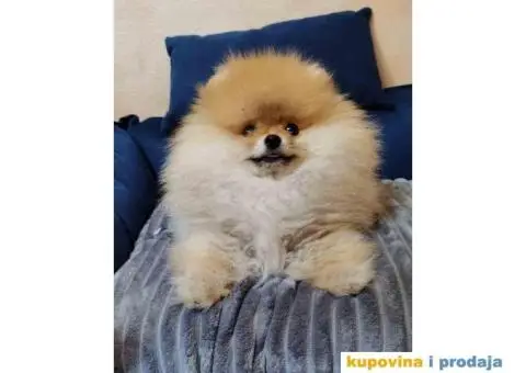 POMERANAC BOO ŠTENCI NA PRODAJU - 3/6