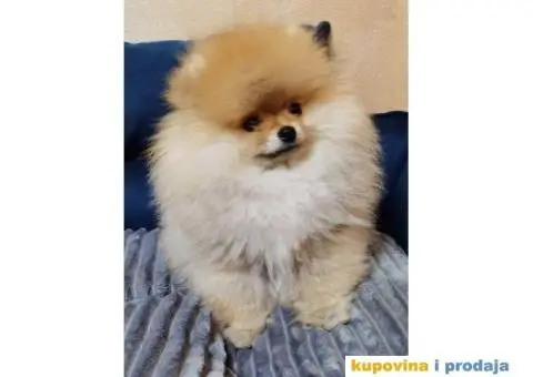 POMERANAC BOO ŠTENCI NA PRODAJU - 4/6