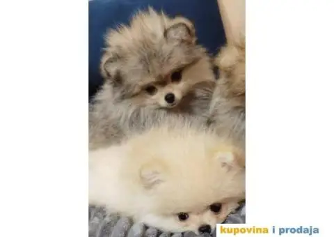 POMERANAC BOO ŠTENCI NA PRODAJU - 5/6