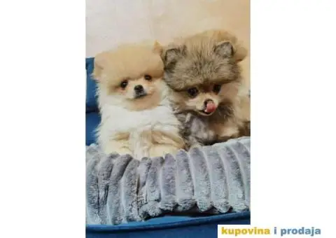POMERANAC BOO ŠTENCI NA PRODAJU - 6/6