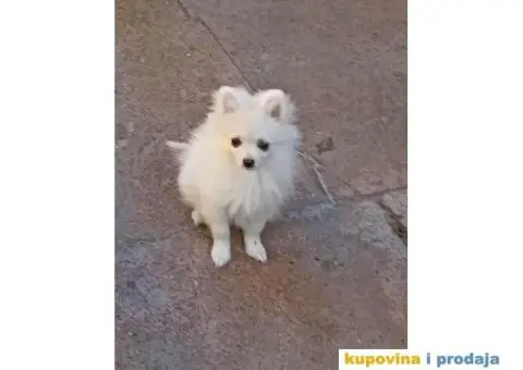 Pomeranski Špic štenci - 4/7