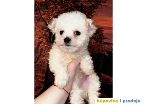 Maltezeri niskog rasta - 1/3