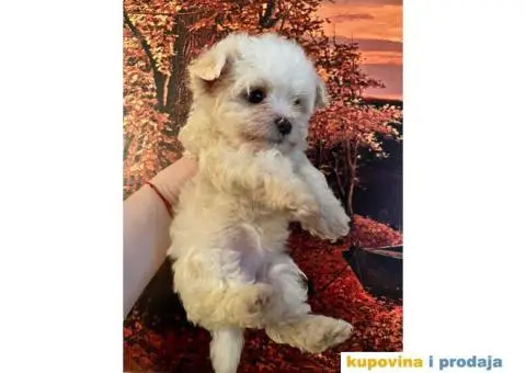 Maltezeri niskog rasta - 3/3