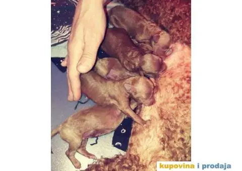 Crvena Patuljasta Pudla - 1/8