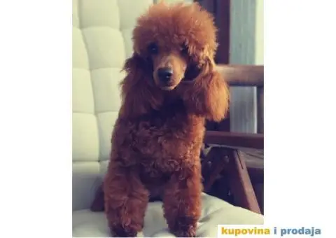 Crvena Patuljasta Pudla - 2/8