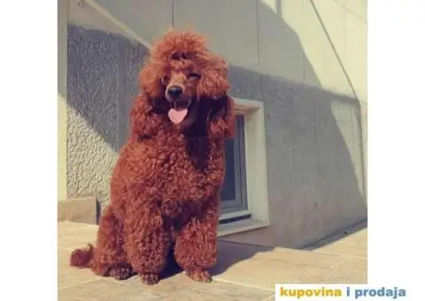 Crvena Patuljasta Pudla - 3/8