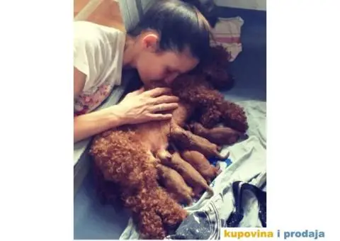 Crvena Patuljasta Pudla - 4/8